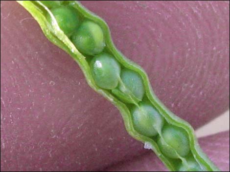 Sahara Mustard (Brassica tournefortii)