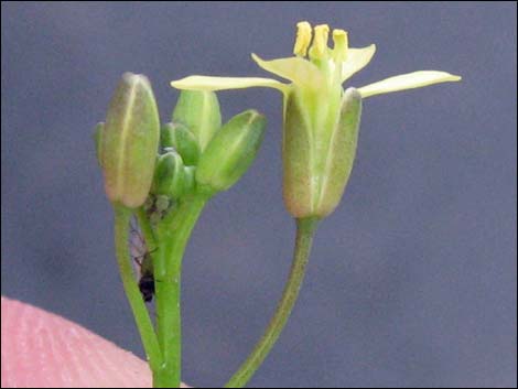 Sahara Mustard (Brassica tournefortii)