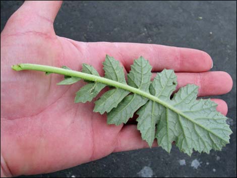 Sahara Mustard (Brassica tournefortii)