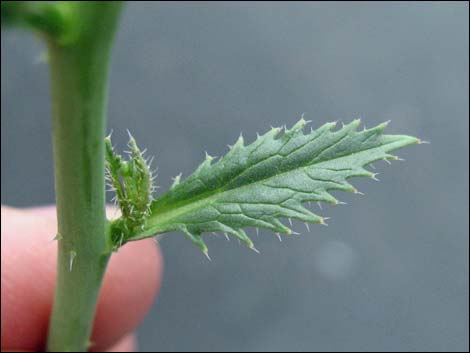 Sahara Mustard (Brassica tournefortii)