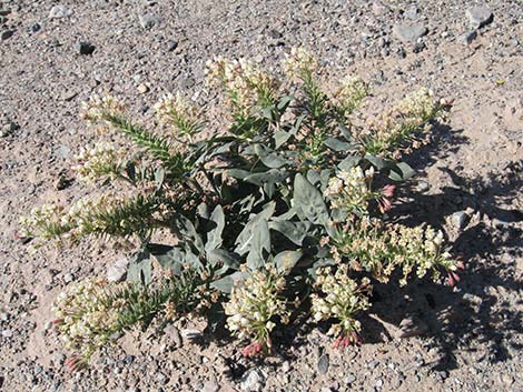 Booth's Evening Primrose (Camissonia boothii)