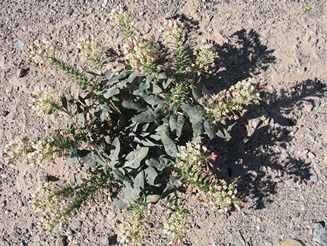 Booth's Evening Primrose (Camissonia boothii)