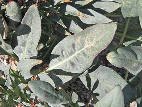 Booth's Evening Primrose (Camissonia boothii)