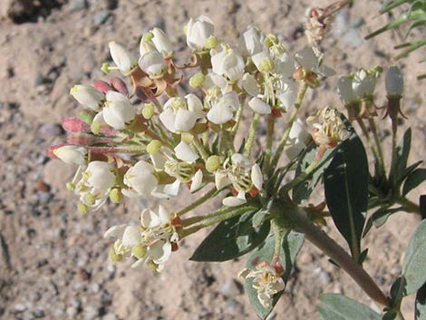 Booth's Evening Primrose (Camissonia boothii)