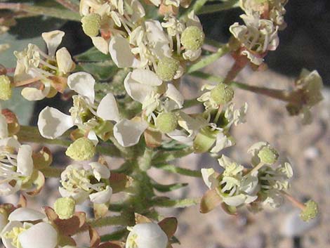 Booth's Evening Primrose (Camissonia boothii)