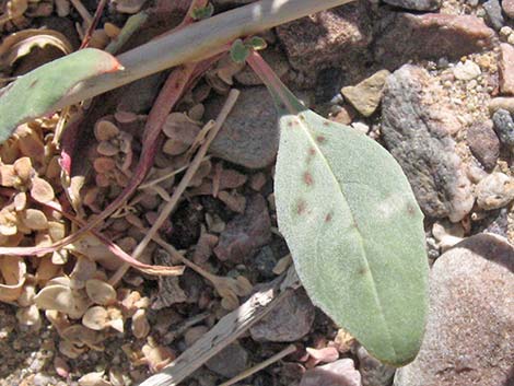 Booth's Evening Primrose (Camissonia boothii)