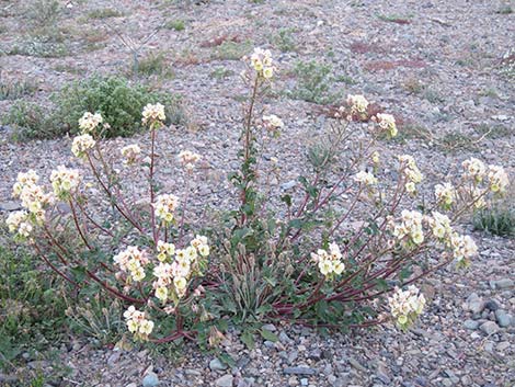 Booth's Evening Primrose (Camissonia boothii)