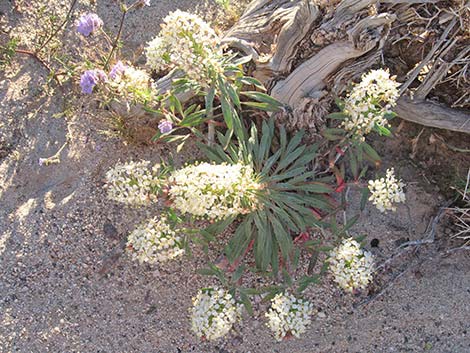 Booth's Evening Primrose (Camissonia boothii)