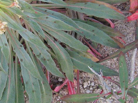 Booth's Evening Primrose (Camissonia boothii)