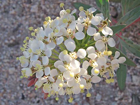 Booth's Evening Primrose (Camissonia boothii)