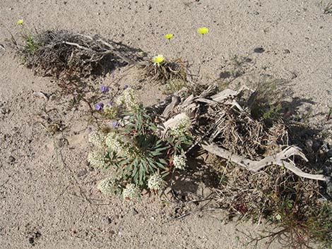 Booth's Evening Primrose (Camissonia boothii)