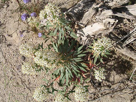 Booth's Evening Primrose (Camissonia boothii)