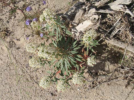 Booth's Evening Primrose (Camissonia boothii)