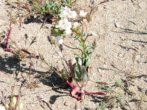 Booth's Evening Primrose (Camissonia boothii)