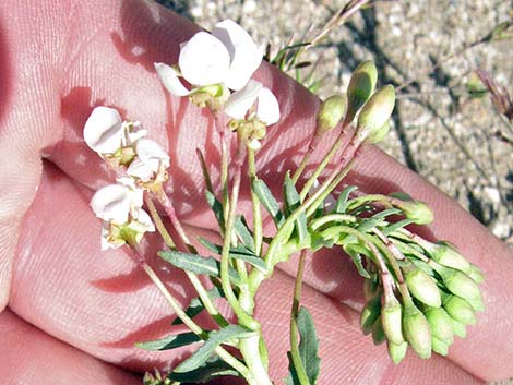 Booth's Evening Primrose (Camissonia boothii)