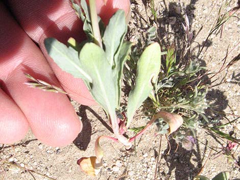 Booth's Evening Primrose (Camissonia boothii)