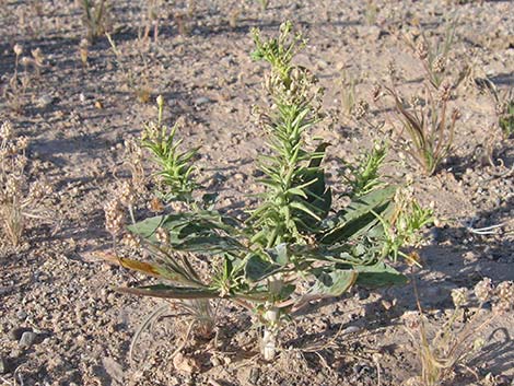 Booth's Evening Primrose (Camissonia boothii)