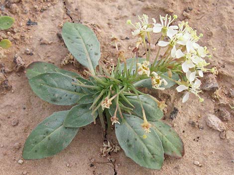 Booth's Evening Primrose (Camissonia boothii)