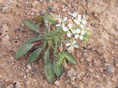 Booth's Evening Primrose (Camissonia boothii)