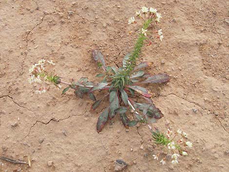 Booth's Evening Primrose (Camissonia boothii)