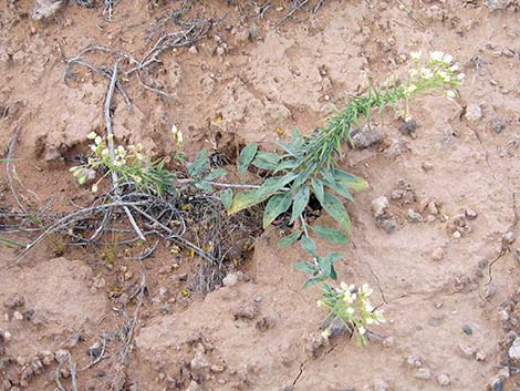 Booth's Evening Primrose (Camissonia boothii)