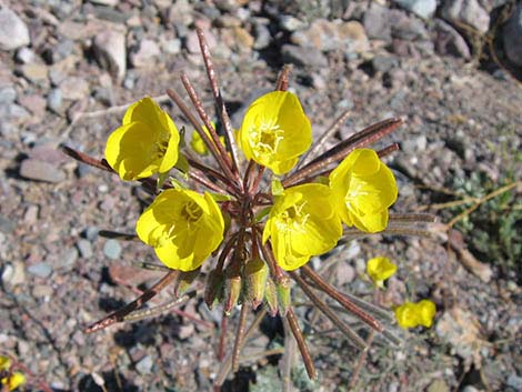 Golden Evening-Primrose (Camissonia brevipes)