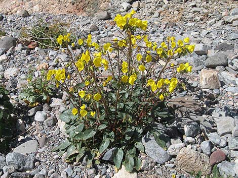 Golden Evening-Primrose (Camissonia brevipes)