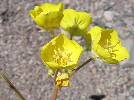 Golden Evening-Primrose (Camissonia brevipes)