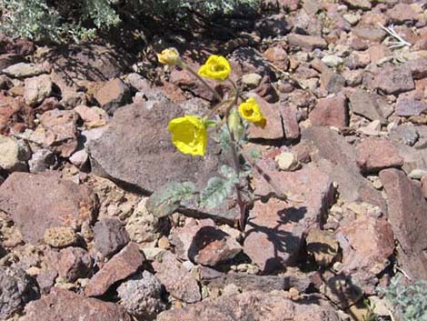 Golden Evening-Primrose (Camissonia brevipes)