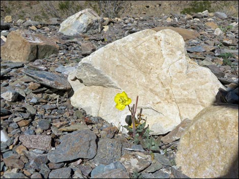 Golden Evening-Primrose (Camissonia brevipes)