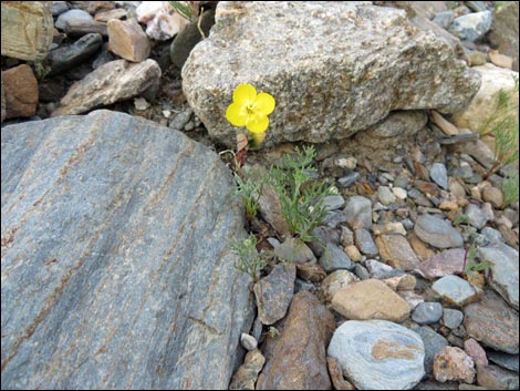 Golden Evening-Primrose (Camissonia brevipes)