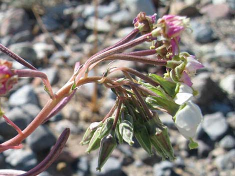 Brown-eyed Evening-Primrose (Camissonia claviformis)