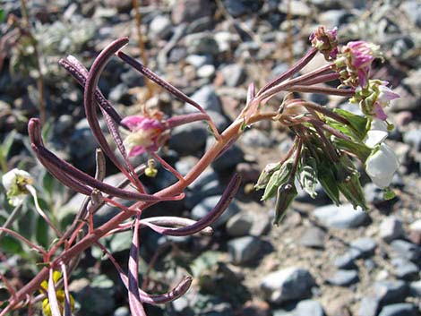 Brown-eyed Evening-Primrose (Camissonia claviformis)