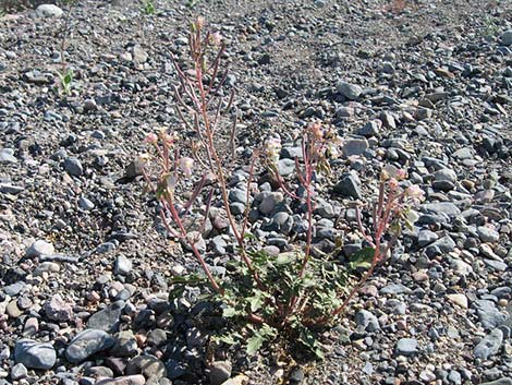 Brown-eyed Evening-Primrose (Camissonia claviformis)