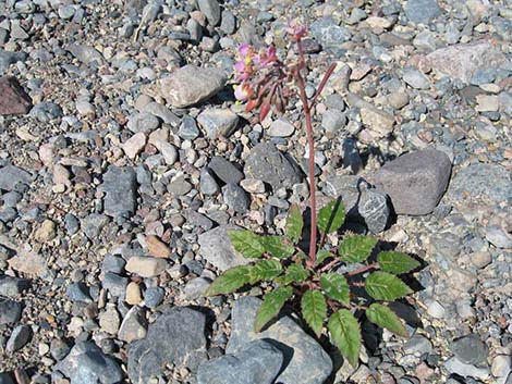 Brown-eyed Evening-Primrose (Camissonia claviformis)