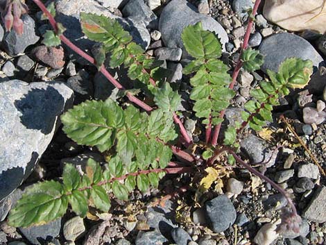 Brown-eyed Evening-Primrose (Camissonia claviformis)