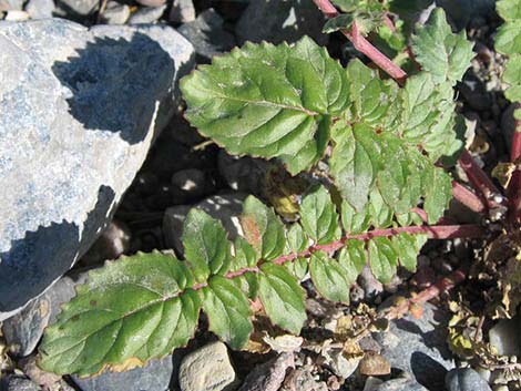 Brown-eyed Evening-Primrose (Camissonia claviformis)