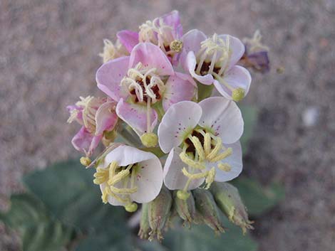 Brown-eyed Evening-Primrose (Camissonia claviformis)