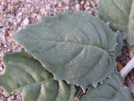 Brown-eyed Evening-Primrose (Camissonia claviformis)