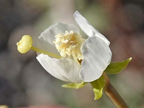 Brown-eyed Evening-Primrose (Chylismia claviformis)