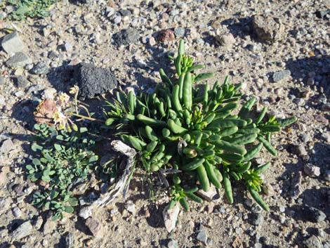 Dead Man's Fingers (Cistanthe ambigua)