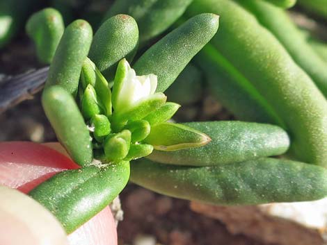 Dead Man's Fingers (Cistanthe ambigua)