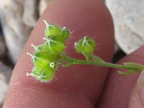 Wingnut Cryptantha (Cryptantha pterocarya)