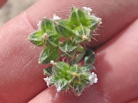 Wingnut Cryptantha (Cryptantha pterocarya)