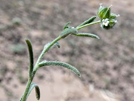 Wingnut Cryptantha (Cryptantha pterocarya)