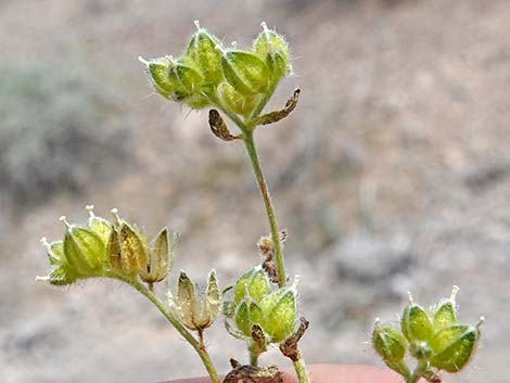 Wingnut Cryptantha (Cryptantha pterocarya)