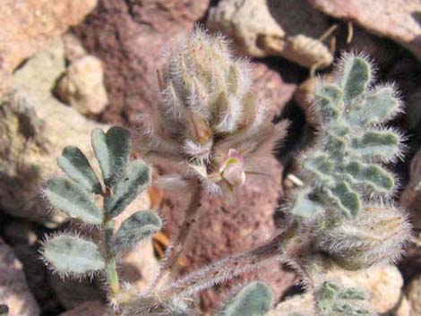 Soft Prairie Clover (Dalea mollissima)