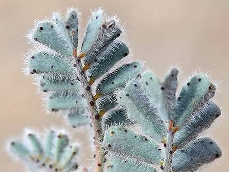 Soft Prairie Clover (Dalea mollissima)