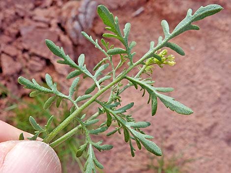 Flix weed (Descurainia sophia)