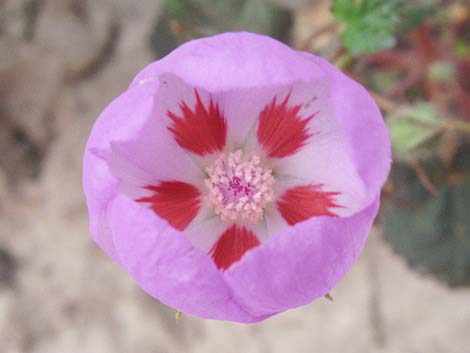 Desert Fivespot (Eremalche rotundifolia)